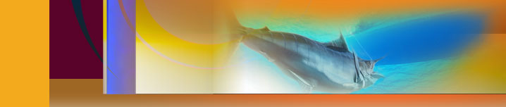 Deep Sea Fishing Charter WEB Design and Internet Promotion. 